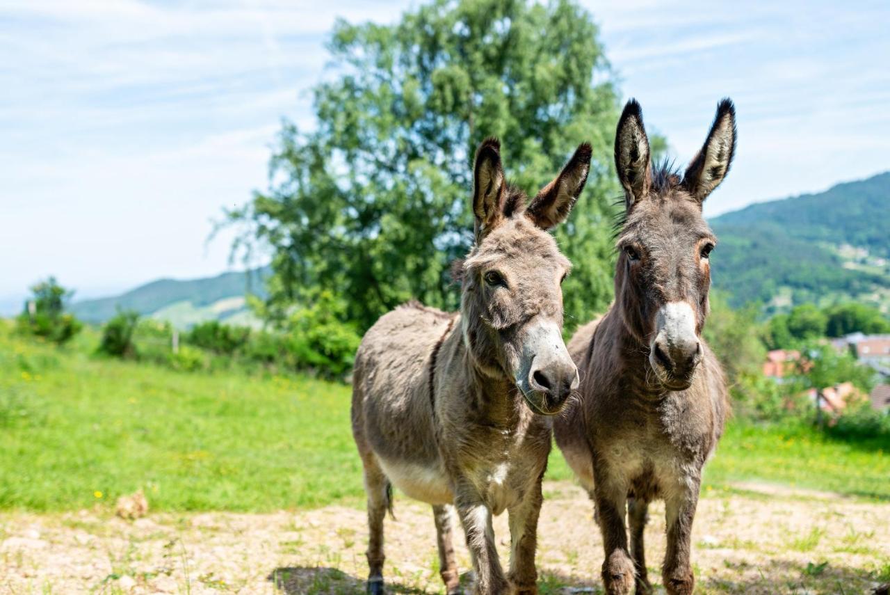 Merzel'S Schone Aussicht Bühlertal Kültér fotó